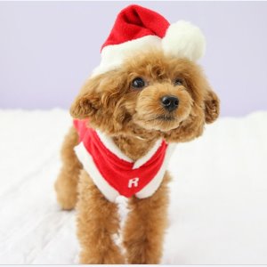 크리스마스 강아지 산타 모자